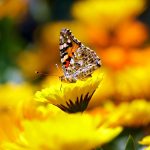 butterfly image